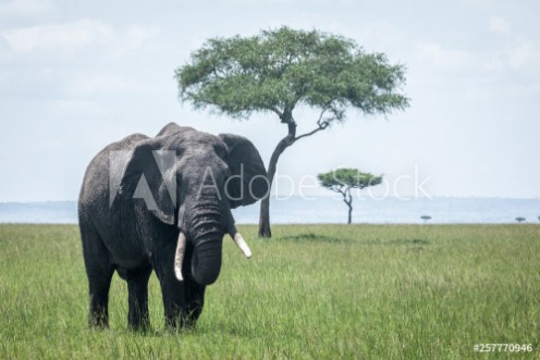 Picture of Elephant in kenya